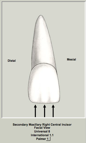 Ext Morph Mx Central Labial 2.png